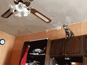 Acid GIFs, May 26 (25 gifs)