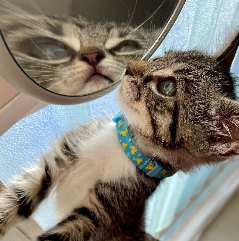 Cats And Mirrors (15 pics)