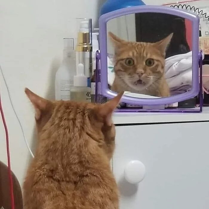 Cats And Mirrors (15 pics)