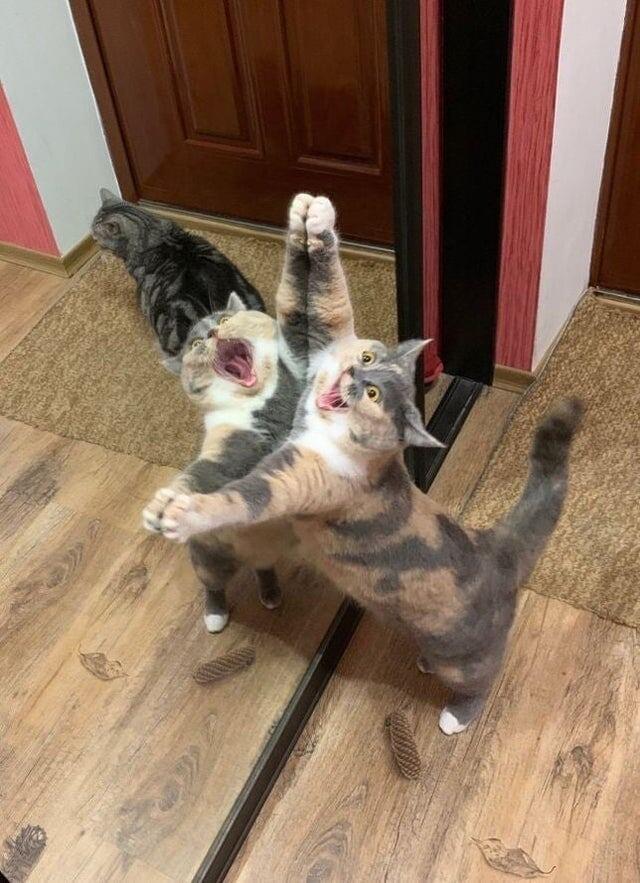Cats And Mirrors (15 pics)