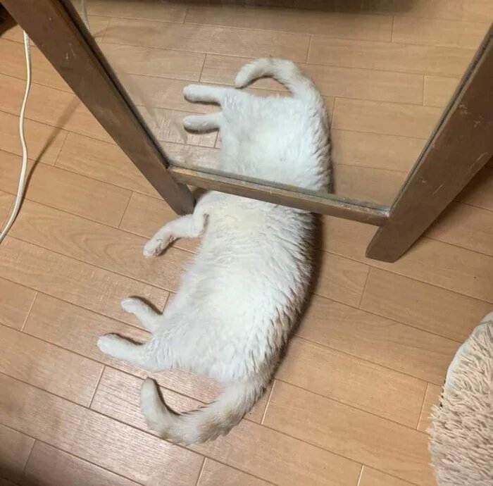 Cats And Mirrors (15 pics)