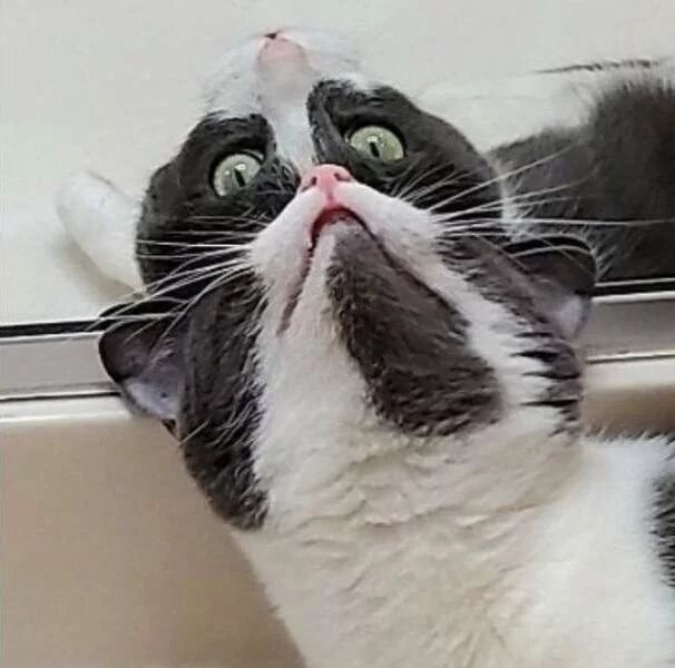 Cats And Mirrors (15 pics)