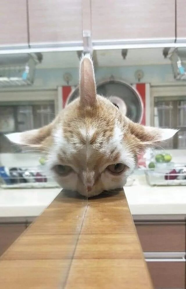 Cats And Mirrors (15 pics)