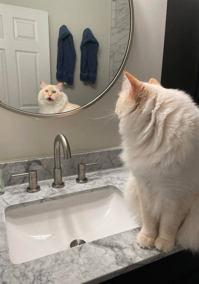 Cats And Mirrors (15 pics)