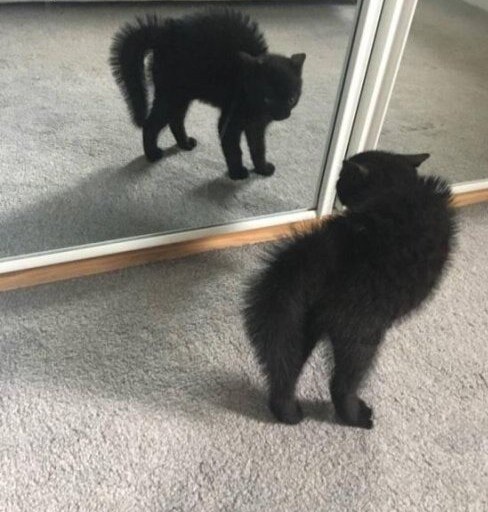 Cats And Mirrors (15 pics)
