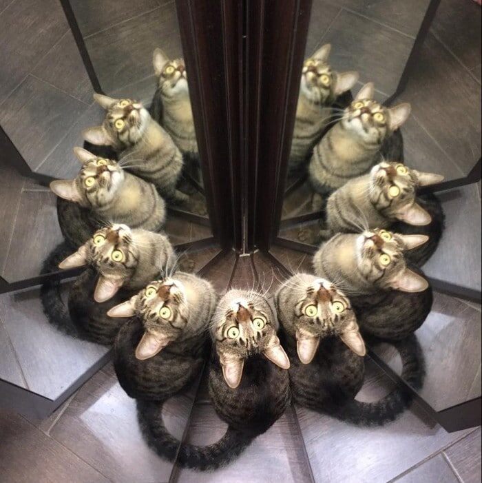 Cats And Mirrors (15 pics)