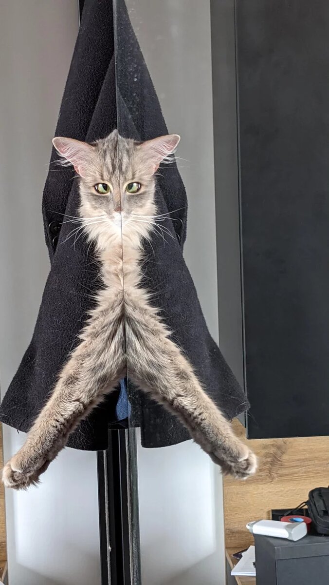 Cats And Mirrors (15 pics)