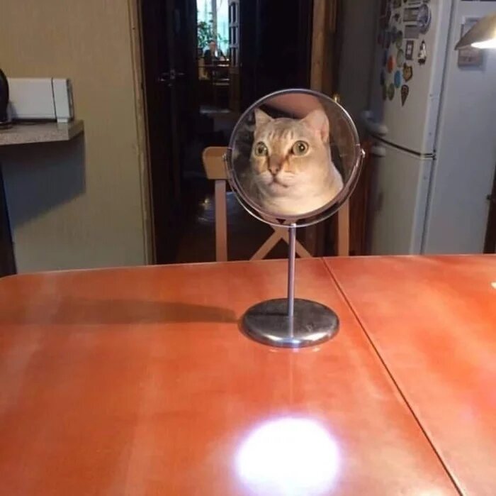 Cats And Mirrors (15 pics)