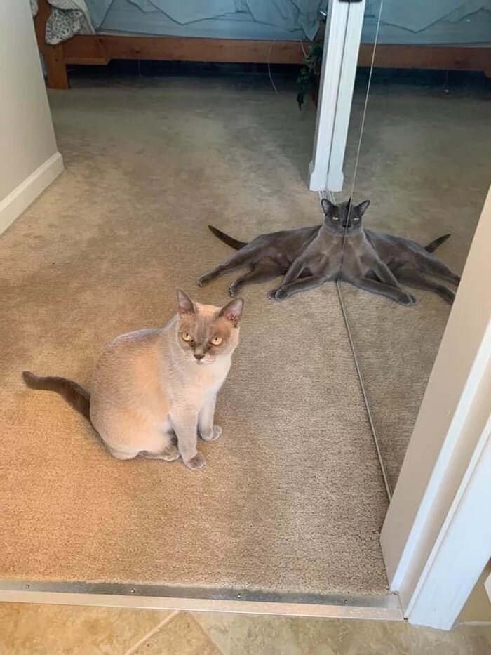 Cats And Mirrors (15 pics)
