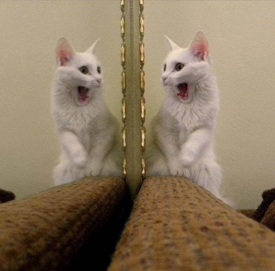 Cats And Mirrors (15 pics)