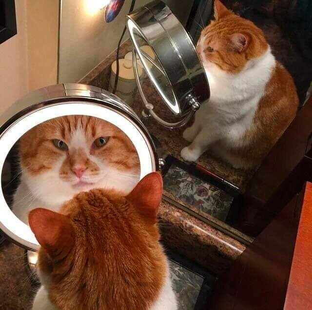 Cats And Mirrors (15 pics)