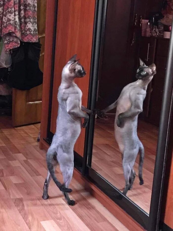 Cats And Mirrors (15 pics)