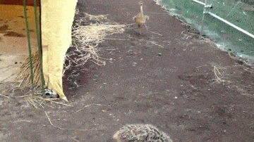 Acid GIFs, May 27 (25 gifs)