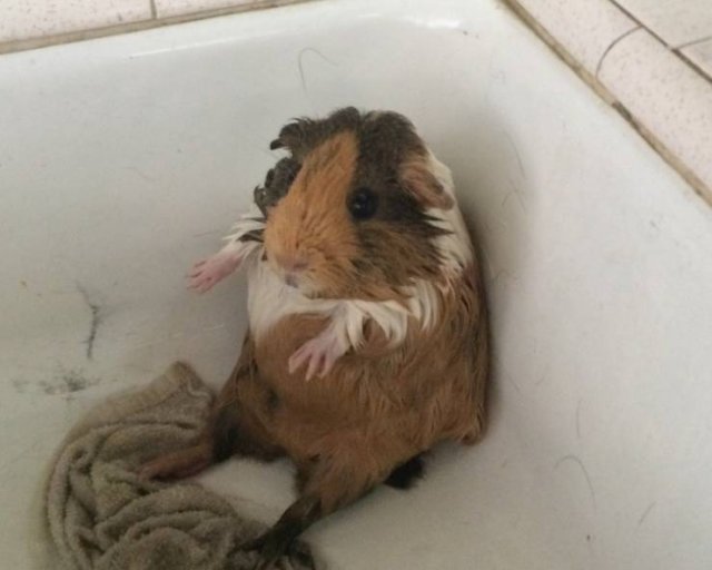 They Don't Like To Swim (15 pics)