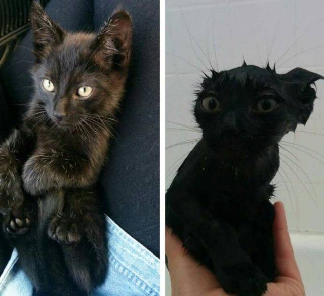 They Don't Like To Swim (15 pics)