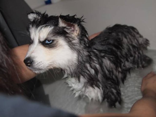 They Don't Like To Swim (15 pics)