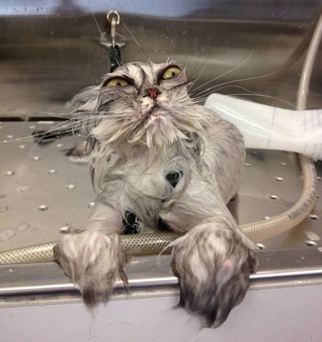They Don't Like To Swim (15 pics)