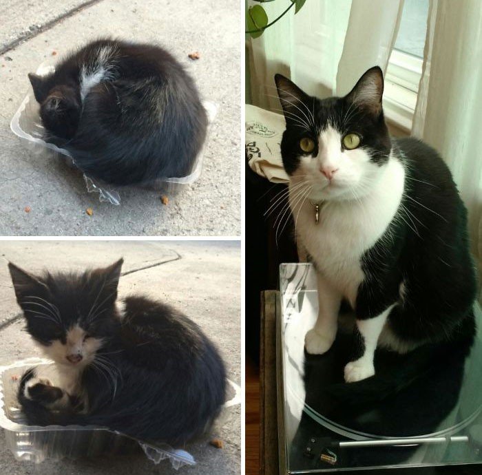 Before And After Adoption (19 pics)