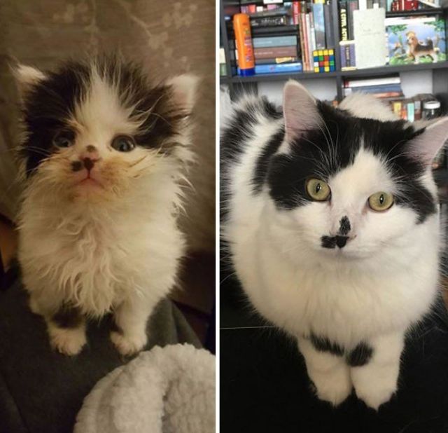 Before And After Adoption (19 pics)