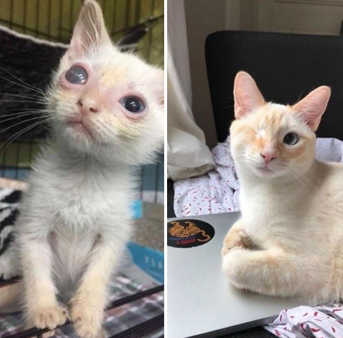 Before And After Adoption (19 pics)