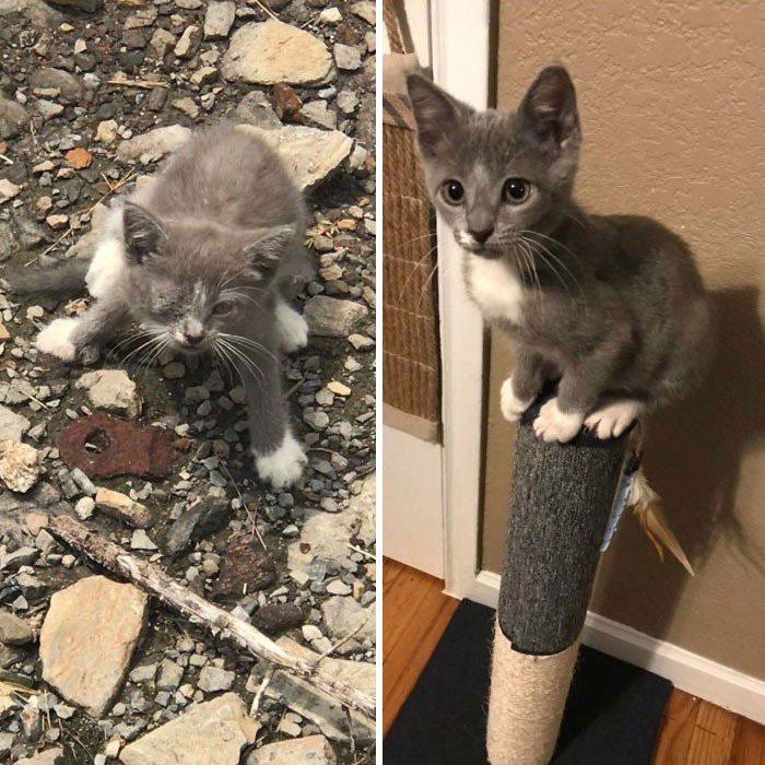 Before And After Adoption (19 pics)