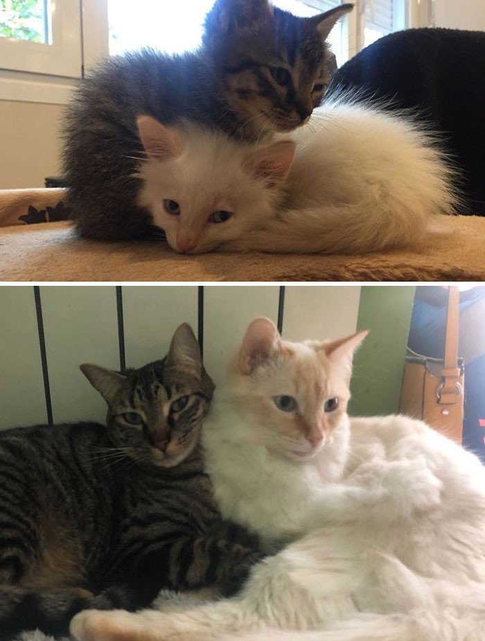 Before And After Adoption (19 pics)