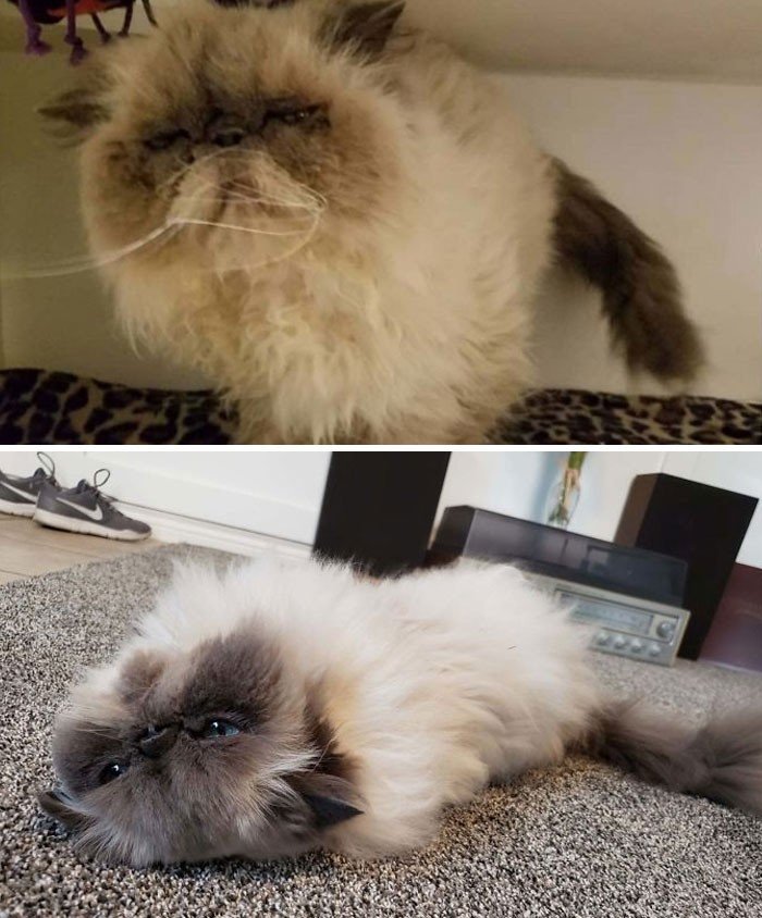 Before And After Adoption (19 pics)