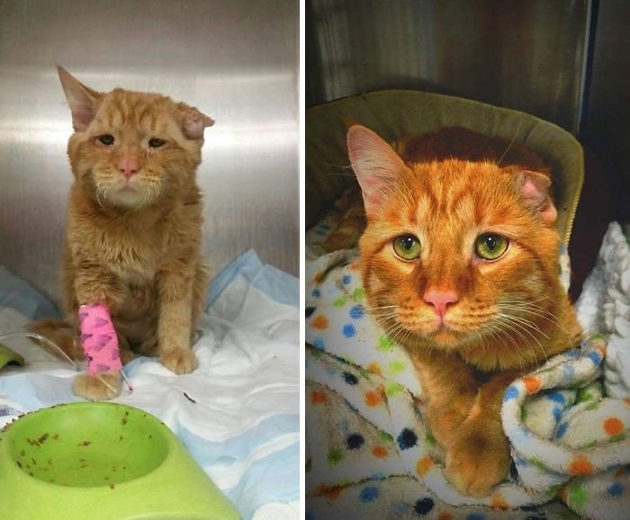 Before And After Adoption (19 pics)