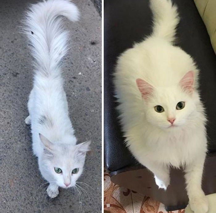 Before And After Adoption (19 pics)