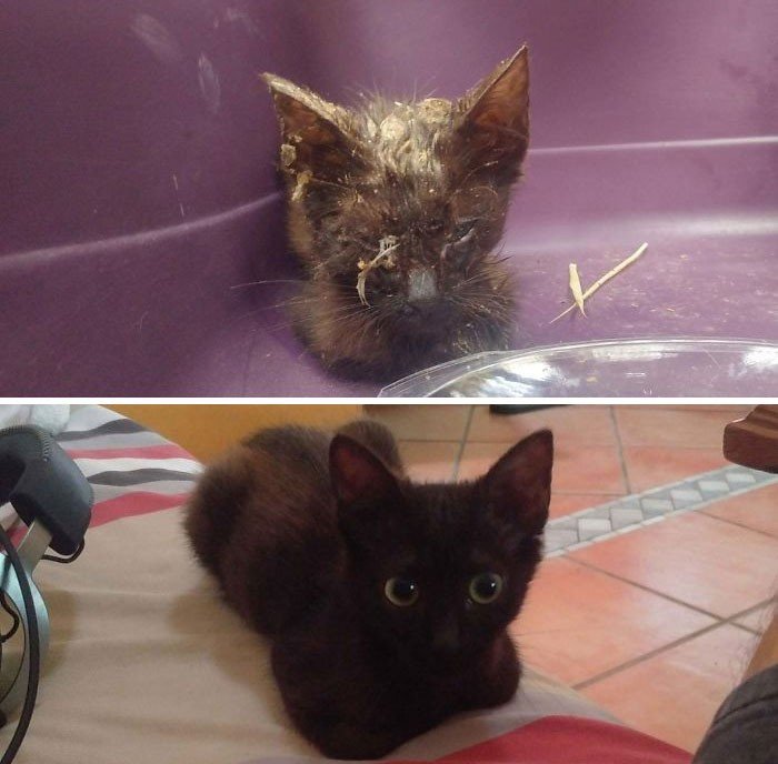 Before And After Adoption (19 pics)
