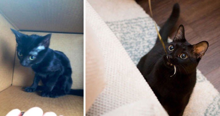 Before And After Adoption (19 pics)