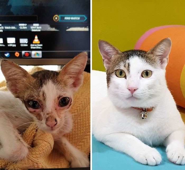 Before And After Adoption (19 pics)