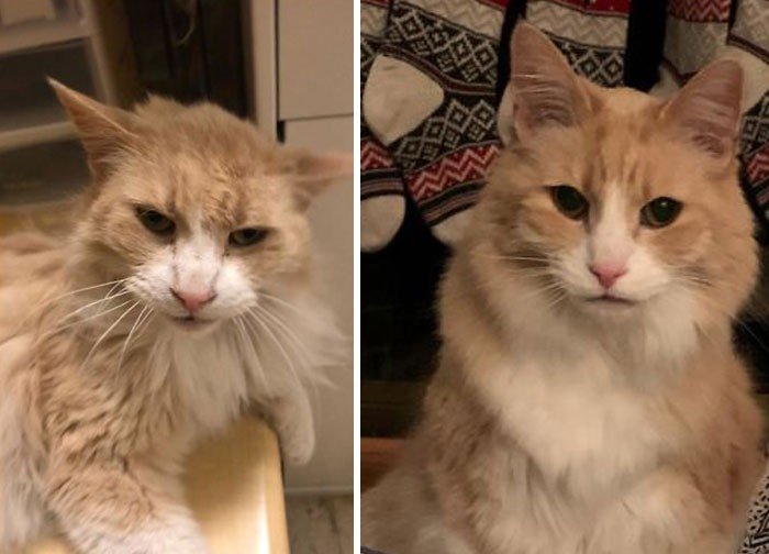 Before And After Adoption (19 pics)