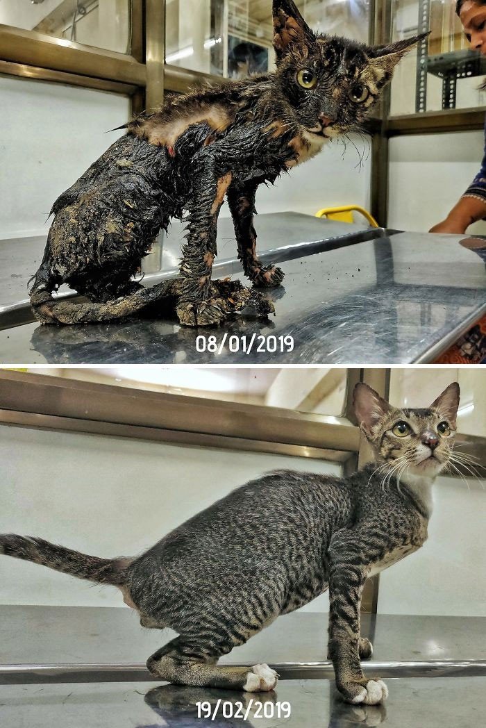 Before And After Adoption (19 pics)