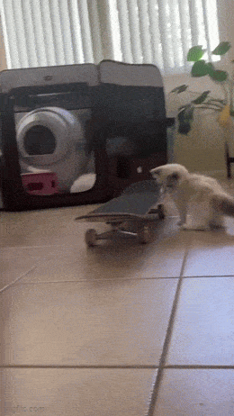 Acid GIFs, June 2 (25 gifs)