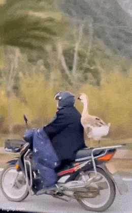 Acid GIFs, June 2 (25 gifs)