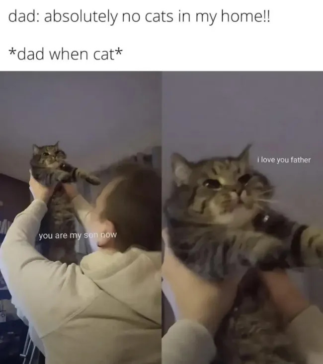 Jokes And Photos For Cats Lovers (17 pics)