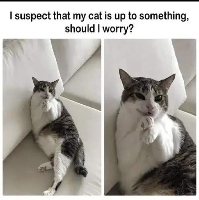 Jokes And Photos For Cats Lovers (17 pics)