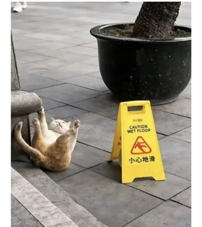 Jokes And Photos For Cats Lovers (17 pics)