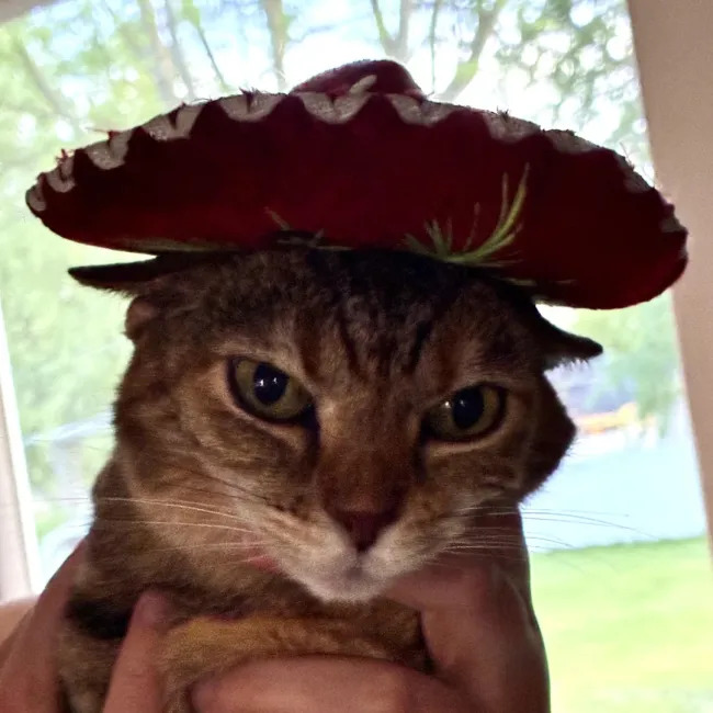 Jokes And Photos For Cats Lovers (17 pics)