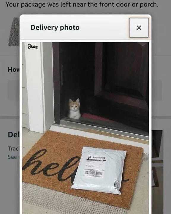Jokes And Photos For Cats Lovers (17 pics)
