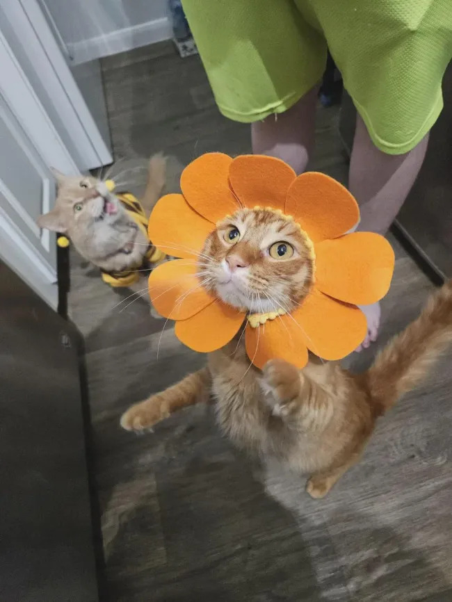 Jokes And Photos For Cats Lovers (17 pics)