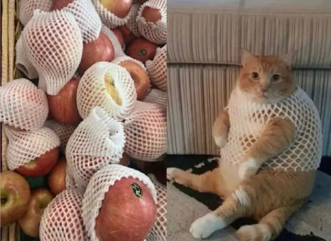 Random Memes (21 pics)