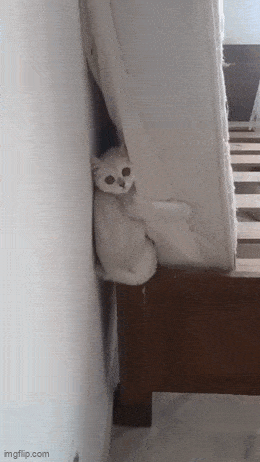 Acid GIFs, June 3 (25 gifs)