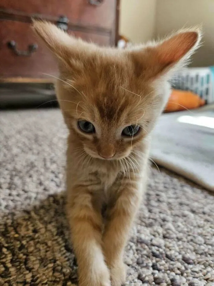 Angry But Cute Cats (23 pics)