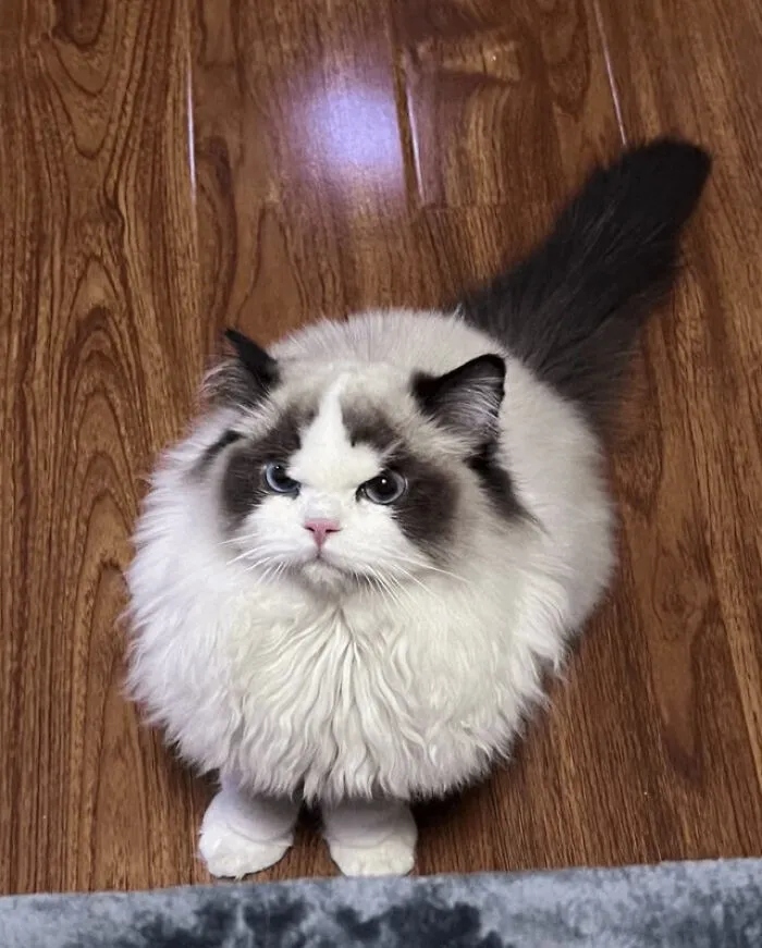 Angry But Cute Cats (23 pics)