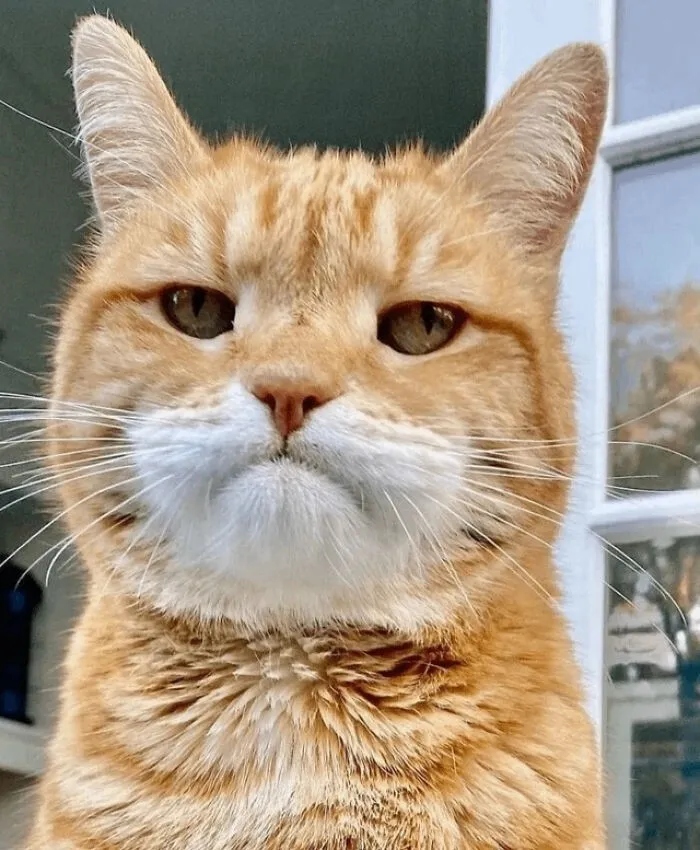 Angry But Cute Cats (23 pics)