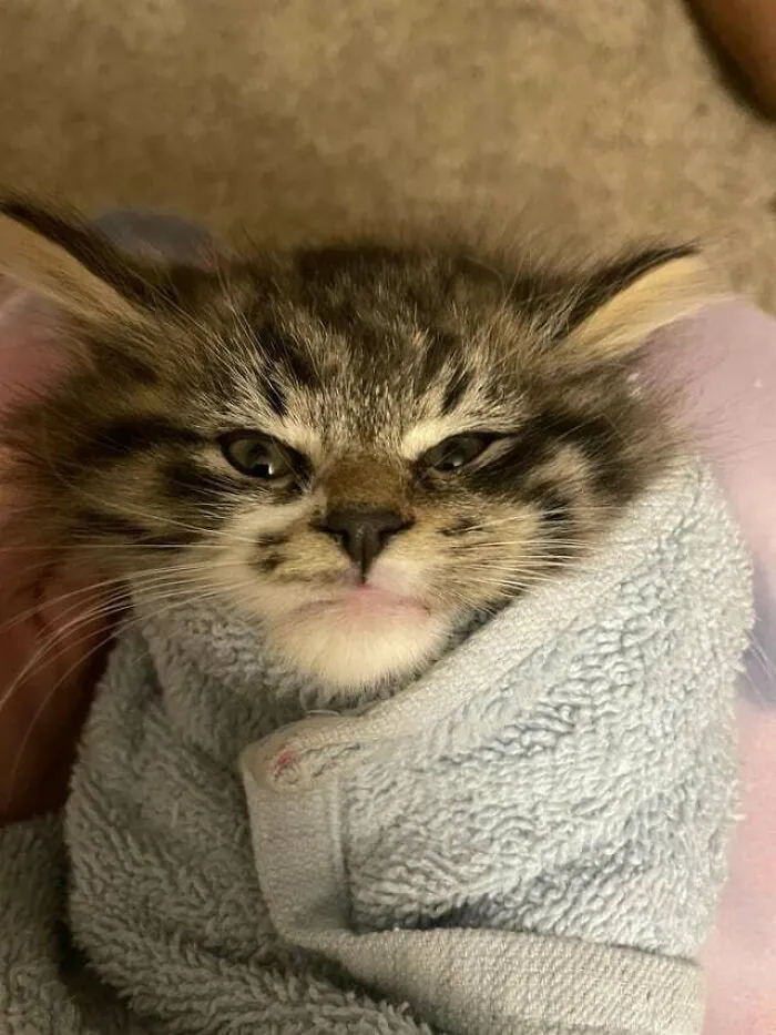 Angry But Cute Cats (23 pics)