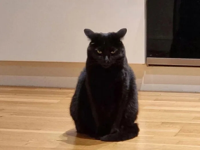 Angry But Cute Cats (23 pics)