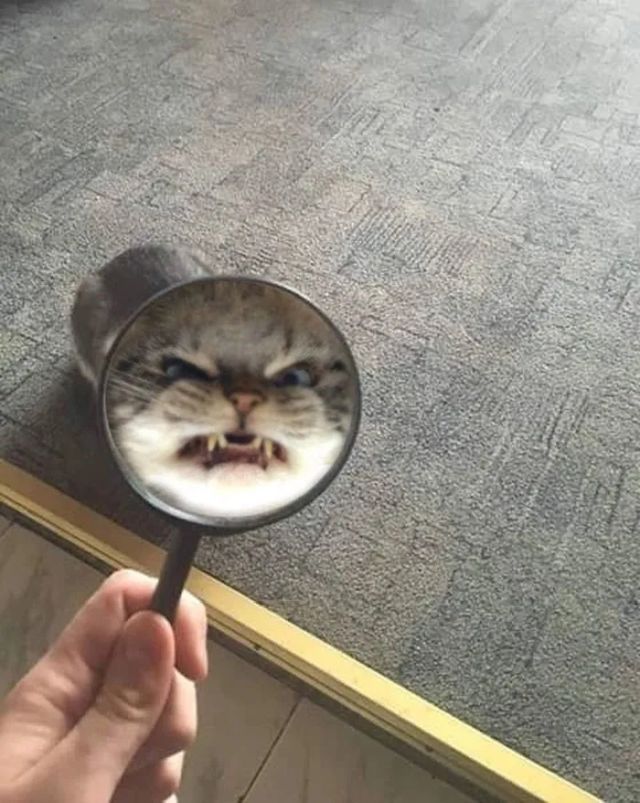 Angry But Cute Cats (23 pics)